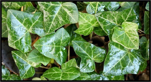 plantes anti-cellulite lierre