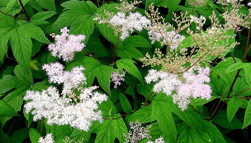 Reine pres cellulite