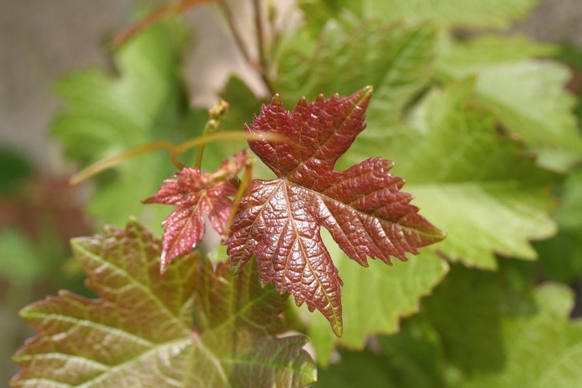 vigne rouge