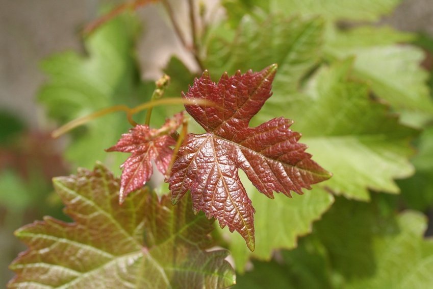 vigne rouge