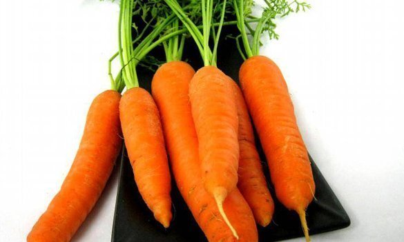 carrot