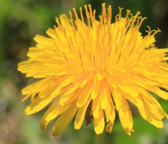 plantes anti-cellulite dent de lion