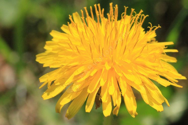 dandelion