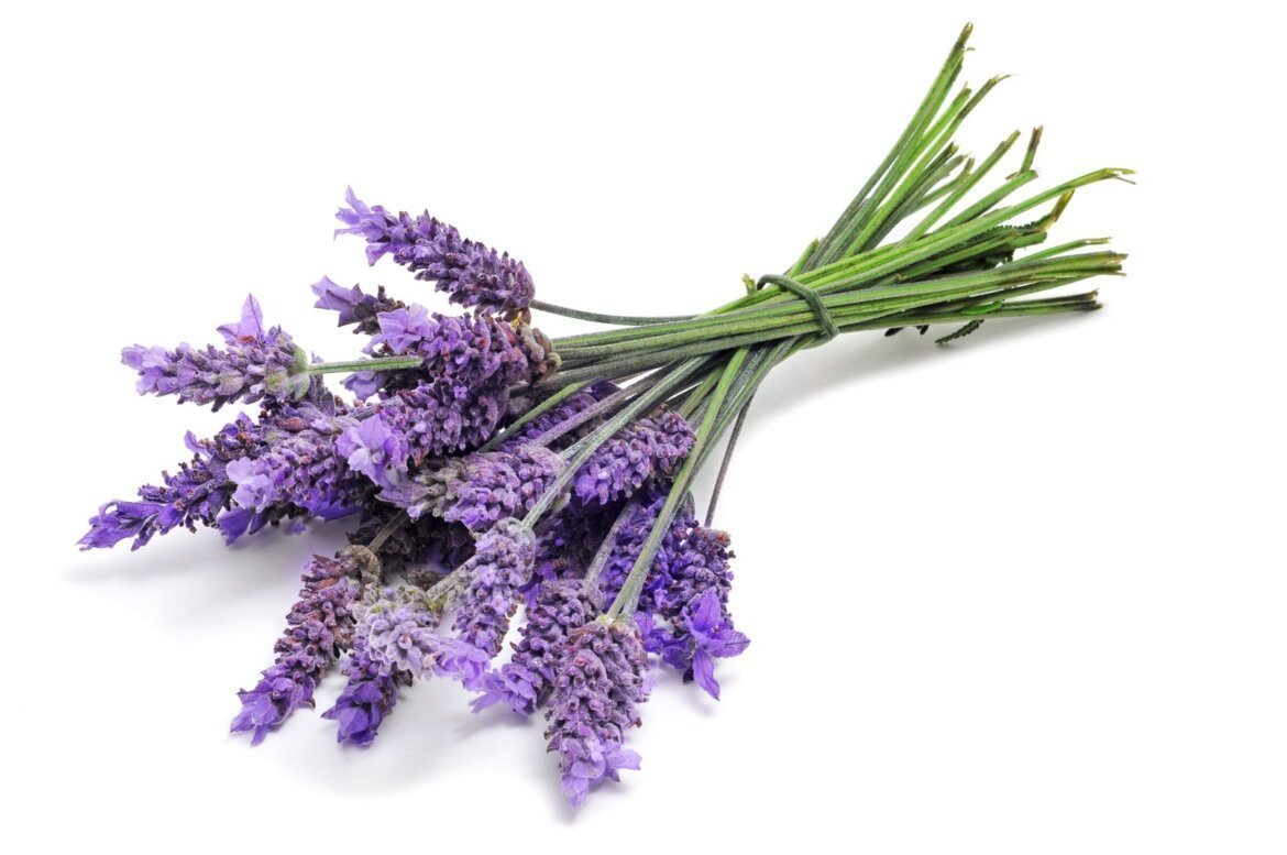 lavender