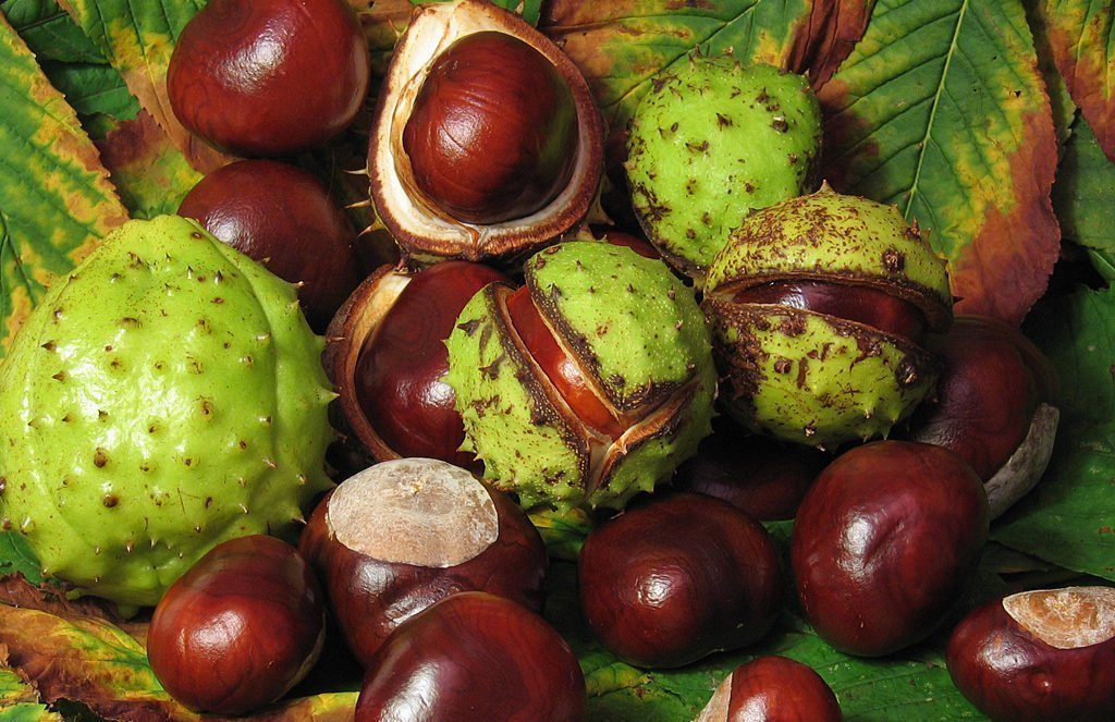 horse chestnut tree