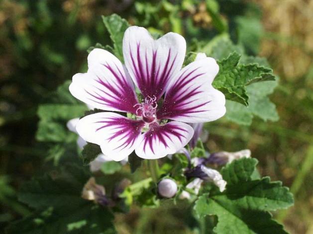Malva Sylvestris