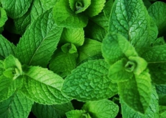 mint