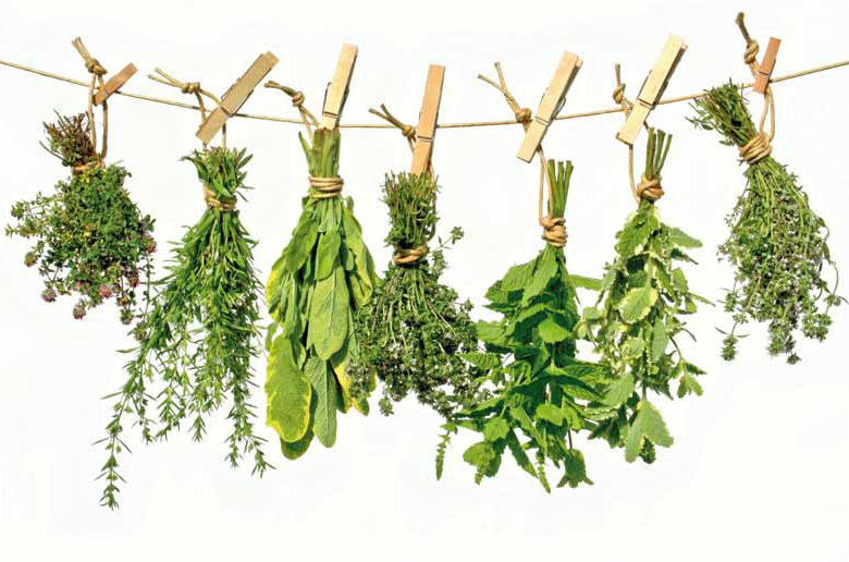 Plantes