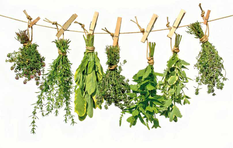 plantes