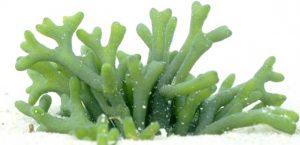 El wrap adelgazante de huevo, algas y cítricos es muy eficaz contra la celulitis y te proporciona un gran momento de relajación.
