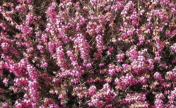 plantes anti-cellulite bruyere