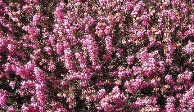 plantes anti-cellulite bruyere