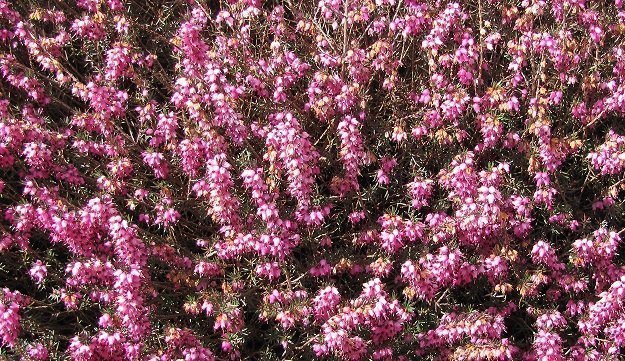 plantes anti-cellulite bruyere