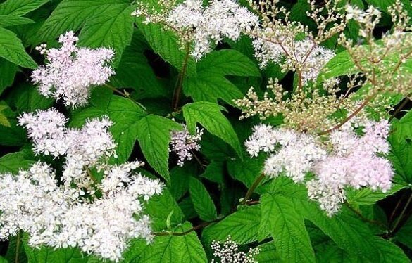 plantes anti-cellulite reine des pres