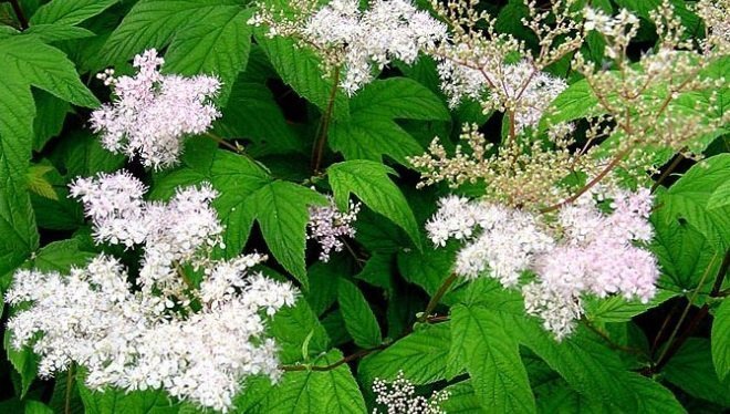 plantes anti-cellulite reine des pres