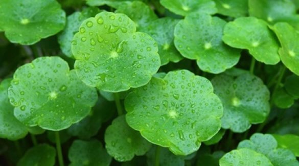 Centella asiatica1