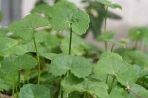 Centella asiática.