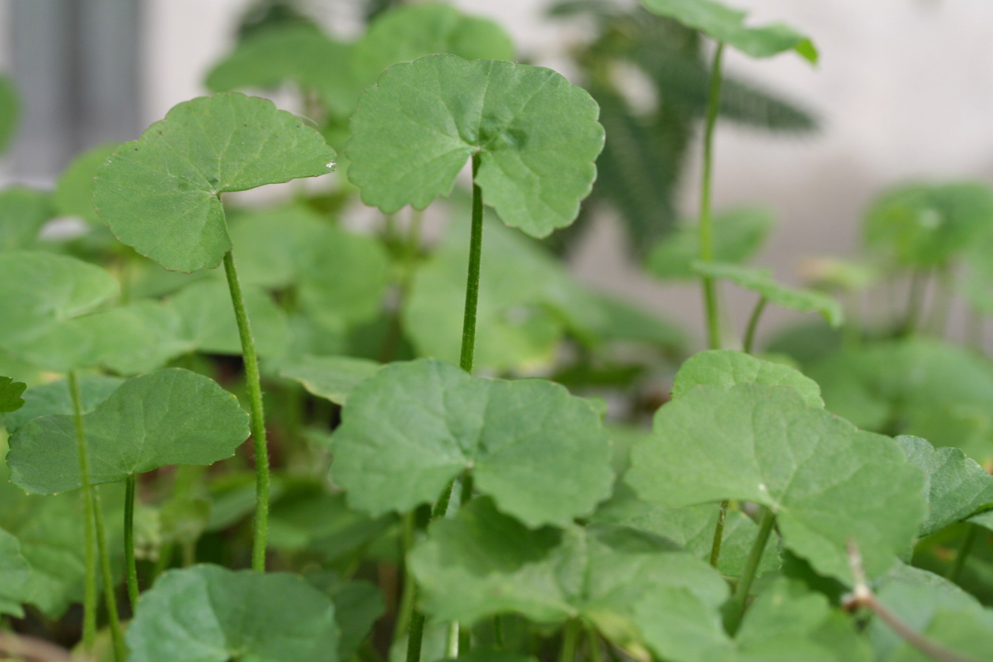 centella_asiatica2