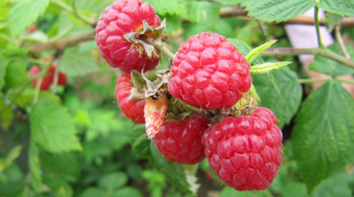 Framboises action détox