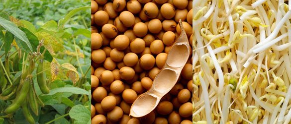 soya vegetable protein