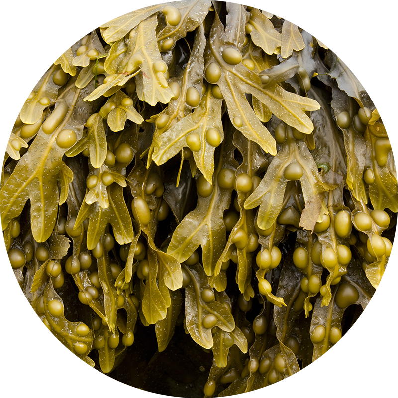 Comment faire son wrap minceur anti cellulite maison ? - Wrap anti cellulite maison fucus