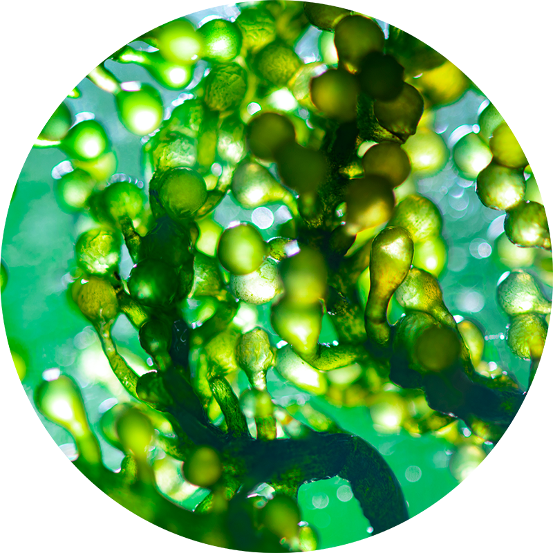 Wrap anti cellulite maison chlorelle