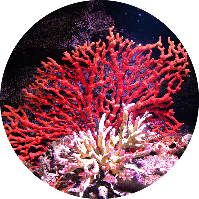 Wrap anti cellulite maison lithothamne