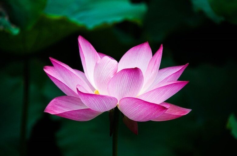 Lotus 978659 1920