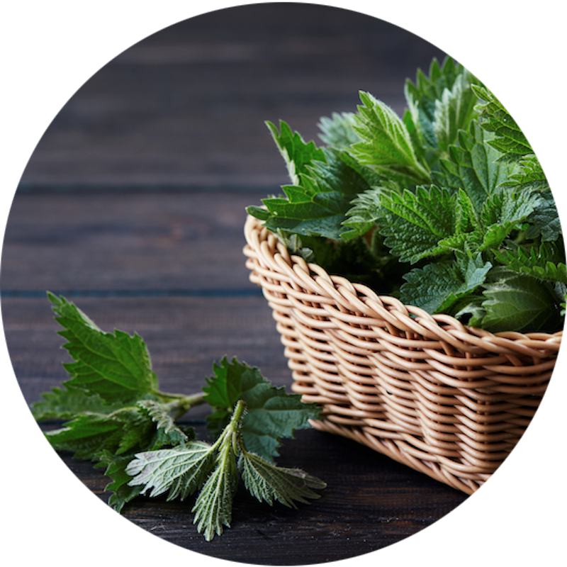 Ortie remède de grand mère