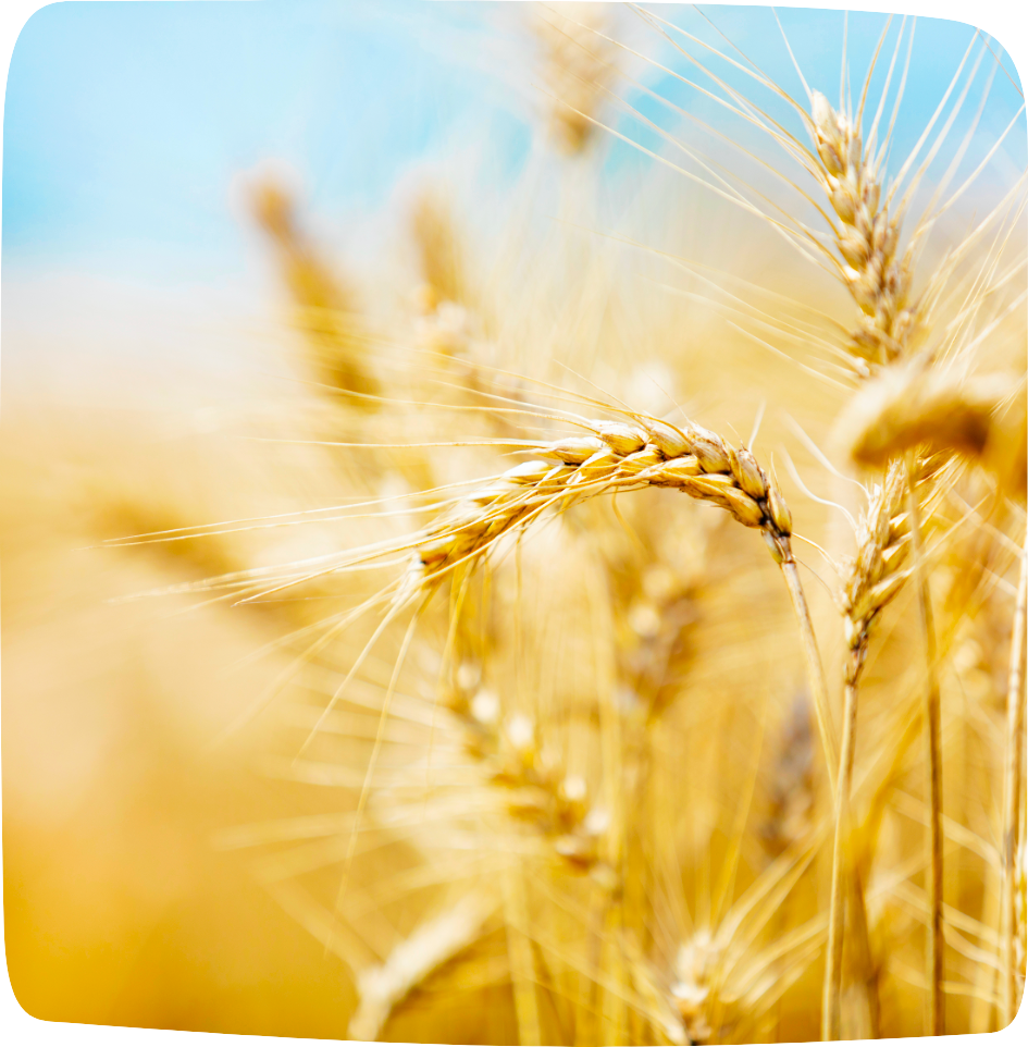 aliments ventre plat son de blé