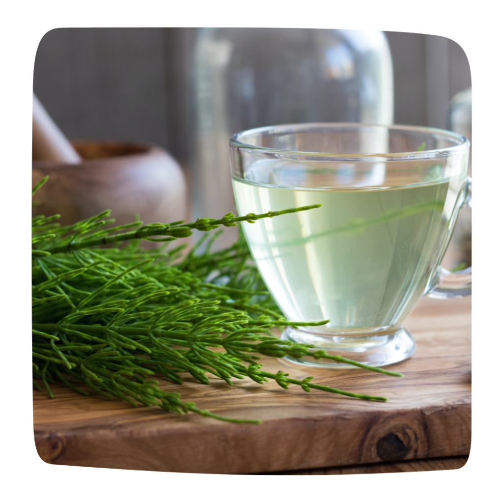 infusion prele des champs remede