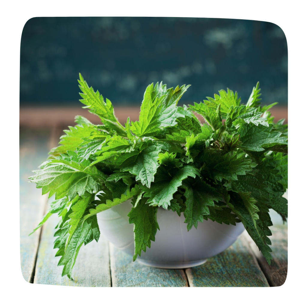 ortie remede naturel rention eau