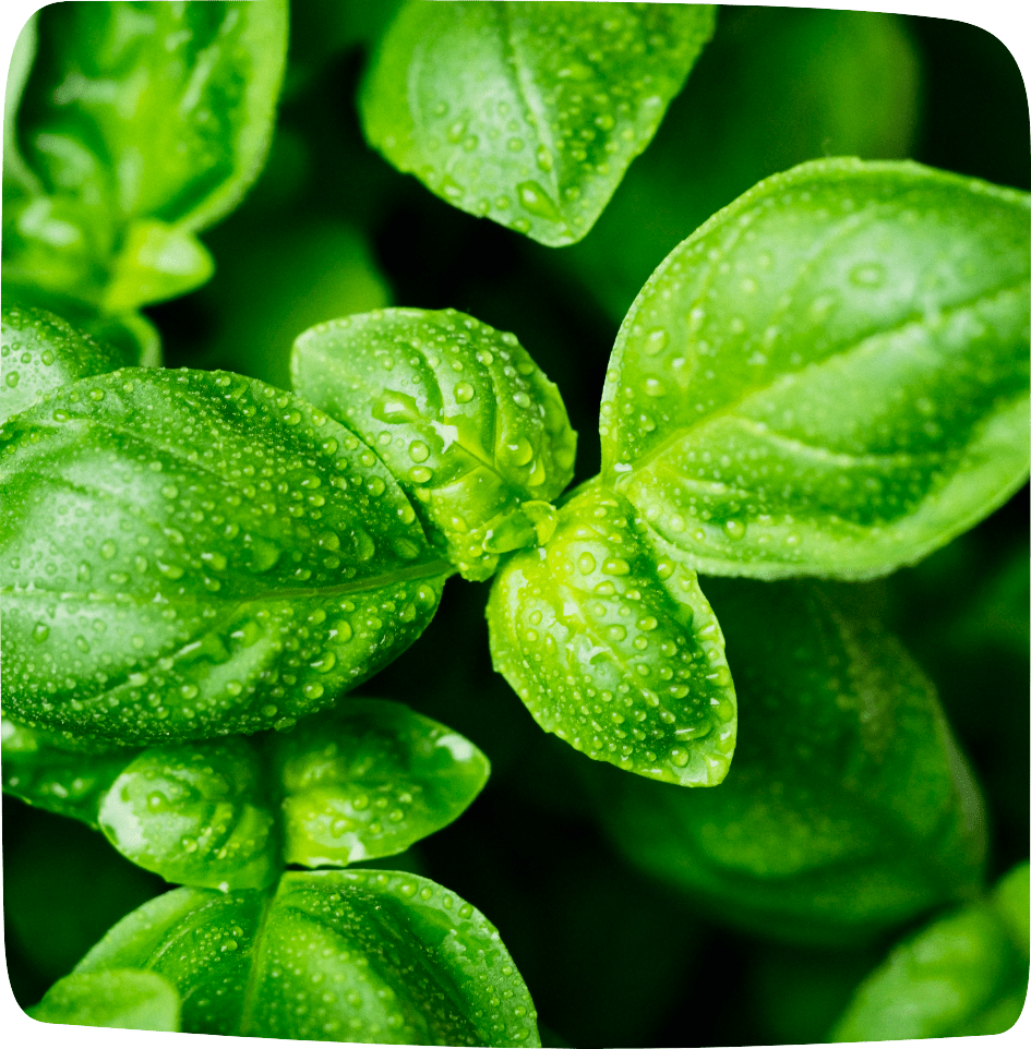 aliments détox été basilic