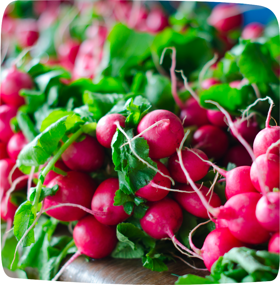 aliments détox été radis