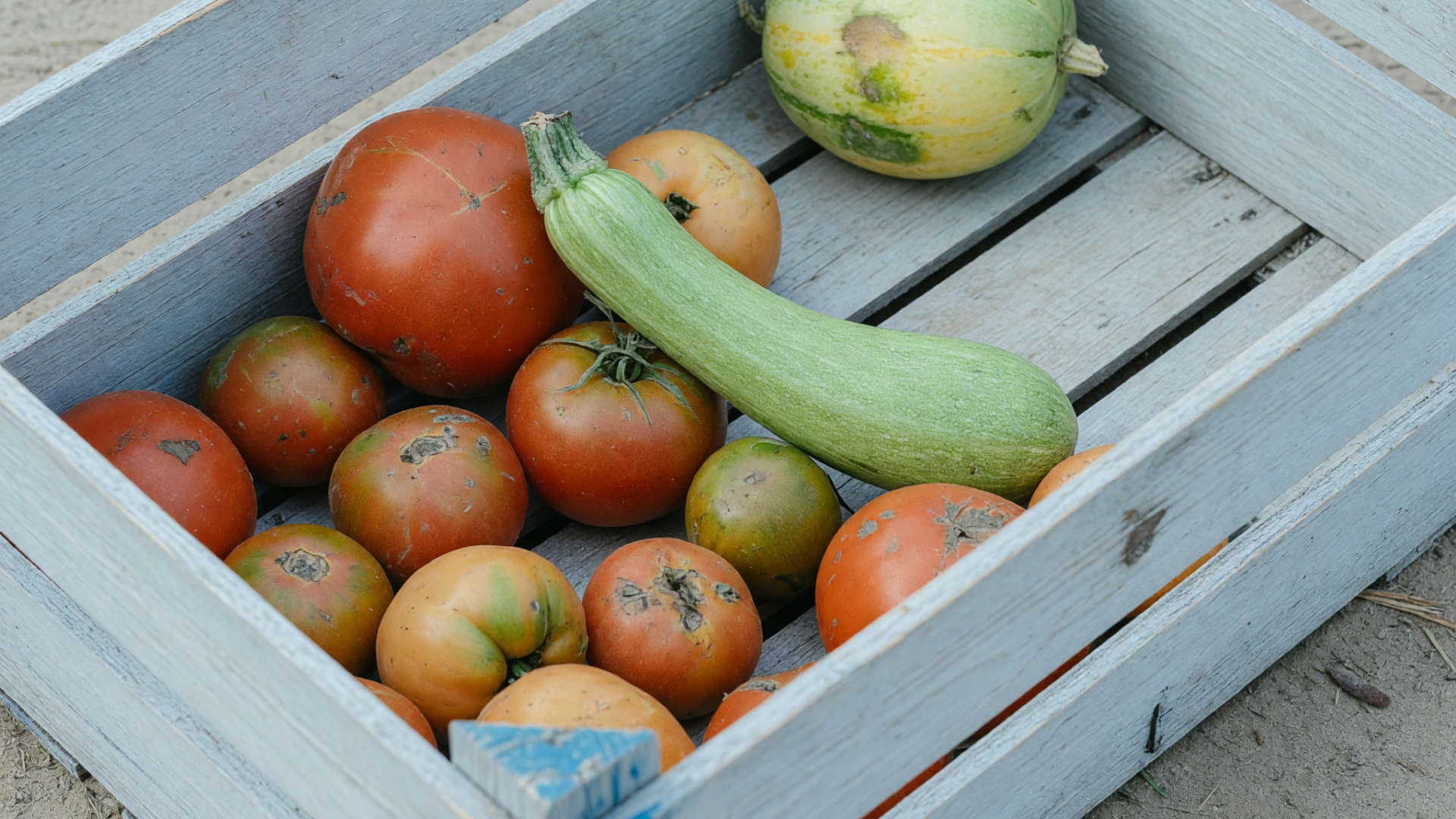 Une cagette en bois est posée sur le sol, avec des tomates abîmées, une courgette et un melon.