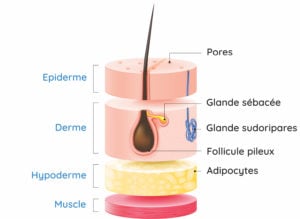 composition de la peau