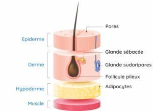 composition de la peau