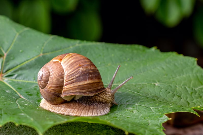 bave d'escargot aider réduire vergetures