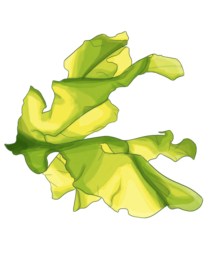 Actif algue ulvaline