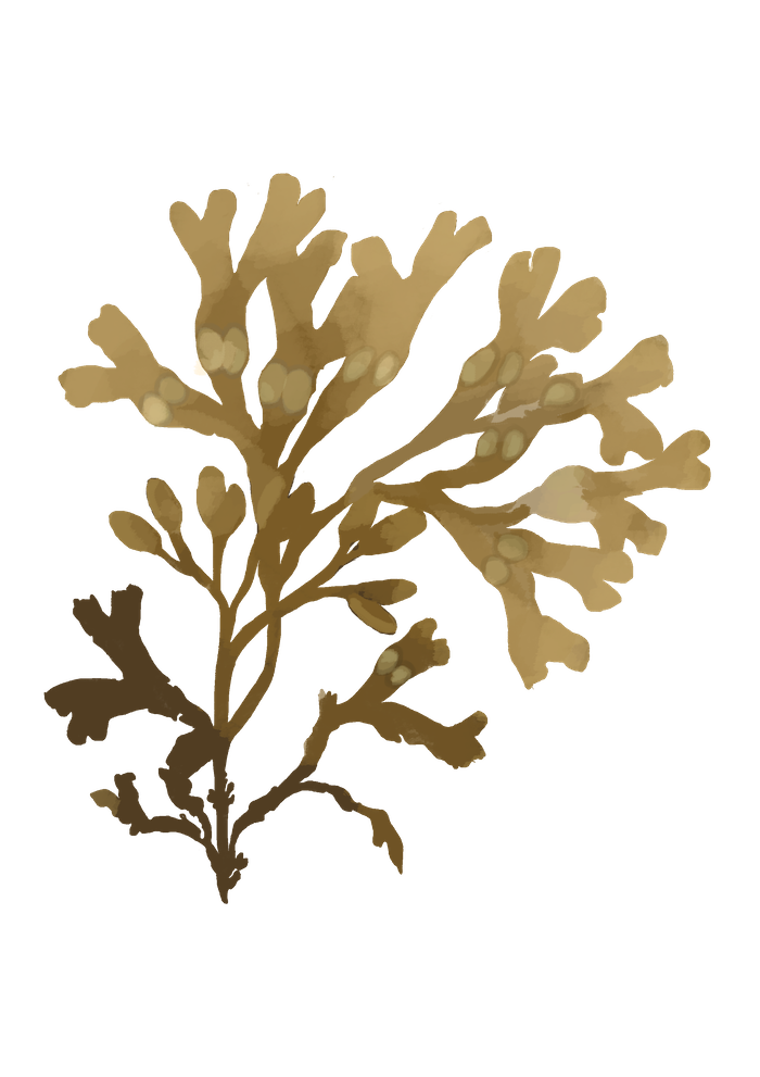 dessin algue fucus vesiculosus