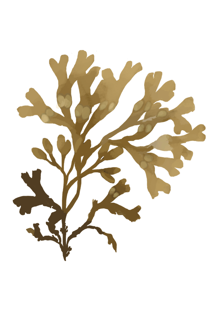 Dessin algue fucus vesiculosus