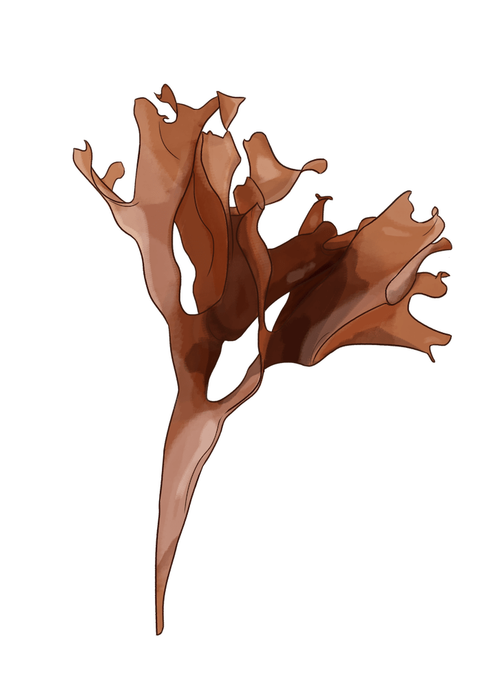 Dessin algues arctique