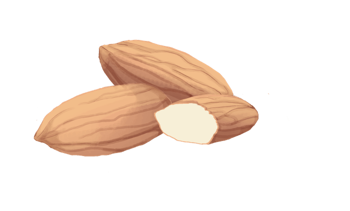 Savez vous ce qu'est un actif cosmétique et à quoi ça sert ? - Dessin amande douce