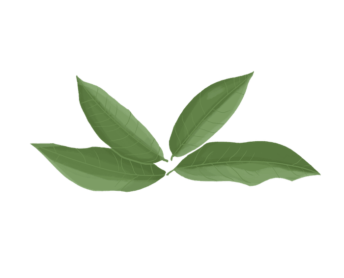 dessin de thé vert