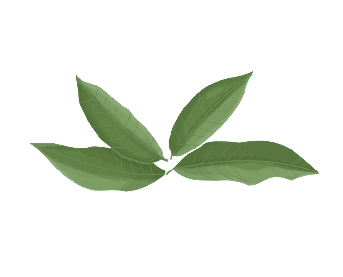 Dessin de thé vert