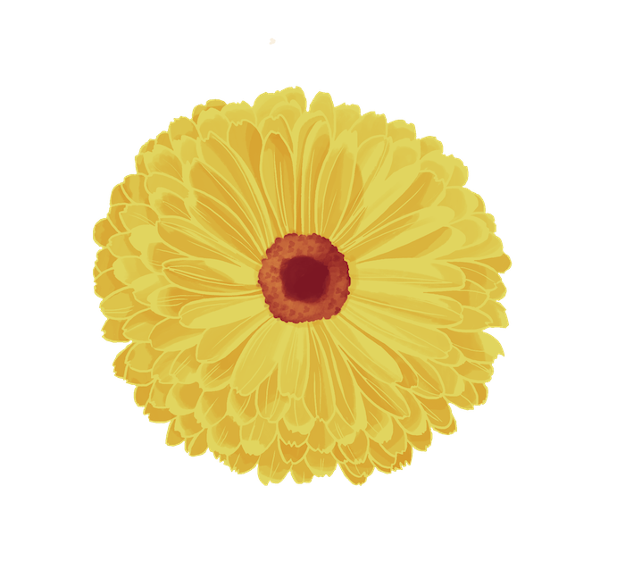 dessin fleur de calendula colo