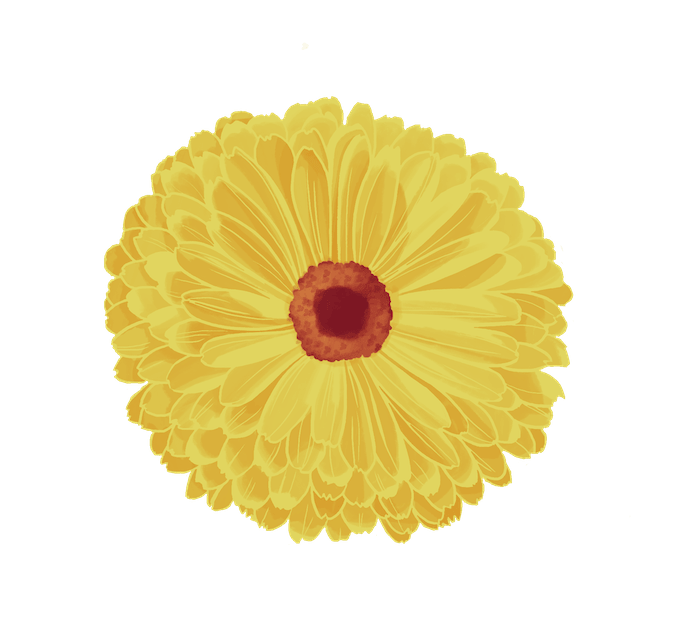 Dessin fleur de calendula colo
