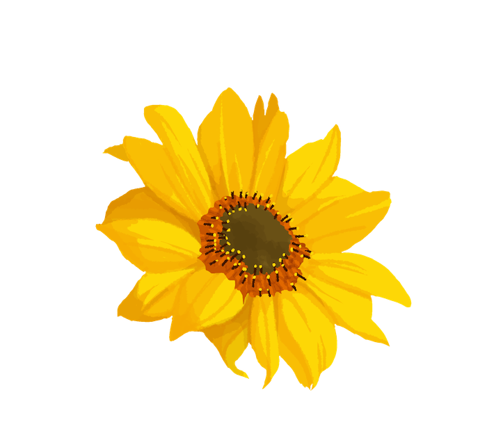 dessin fleur de tournesol