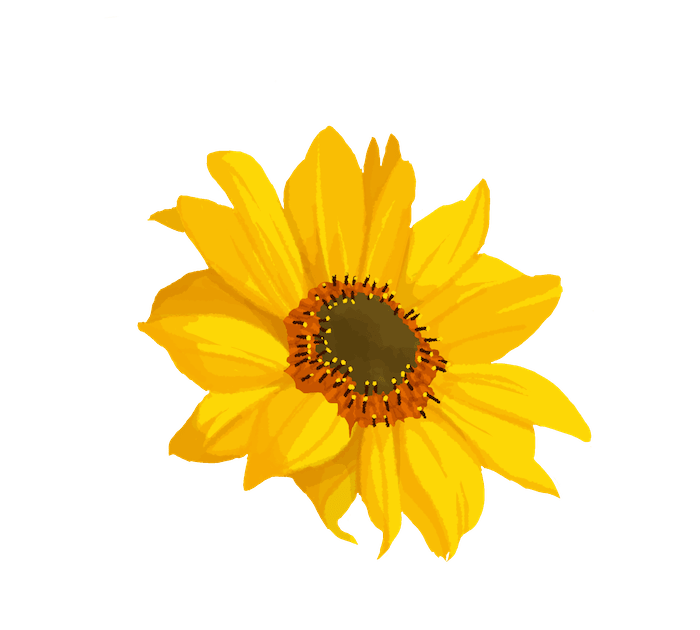 Dessin fleur de tournesol