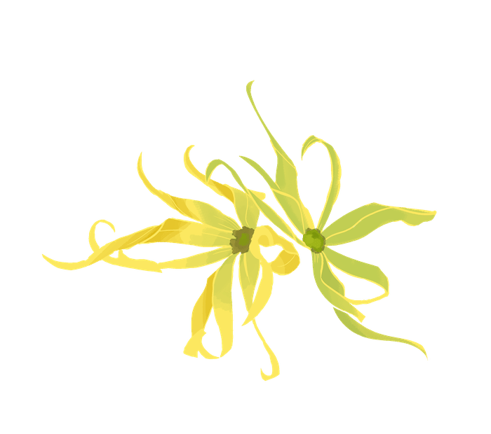 Savez vous ce qu'est un actif cosmétique et à quoi ça sert ? - Dessin hamamélis